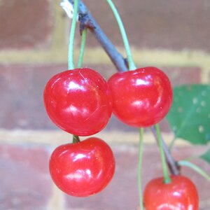Cherry 'Morello'