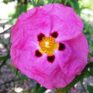 Cistus purpureus