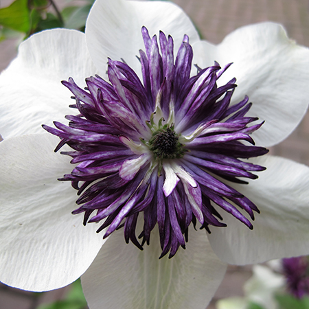 Clematis florida 'Sieboldiana'