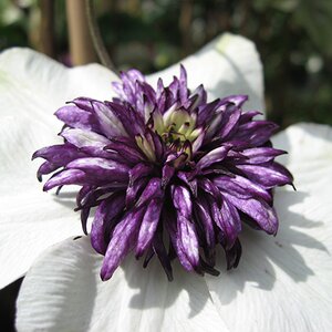 Clematis florida 'Sieboldiana'