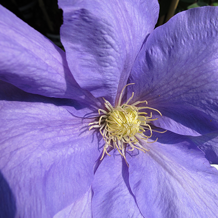 Clematis 'H.F. Young'