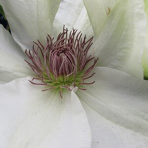 Clematis 'Kitty'