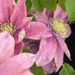 Clematis 'Little Mermaid'