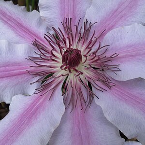 Clematis 'Nelly Moser'