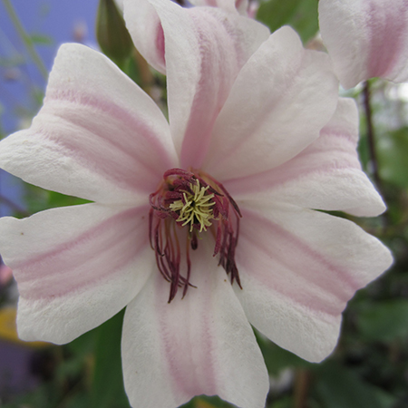 Clematis texensis 'Princess Kate'