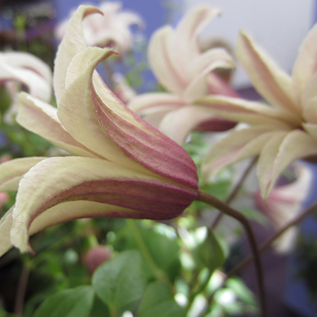 Clematis texensis 'Princess Kate'