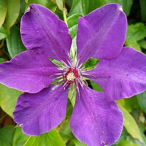 Clematis 'The President'