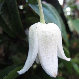 Clematis urophylla 'Winter Beauty' - image 1