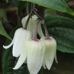 Clematis urophylla 'Winter Beauty' - image 2