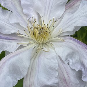 Clematis 'Veronica's Choice'