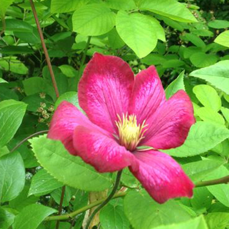 Clematis viticella 'Abundance'