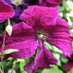 Clematis viticella 'Abundance'