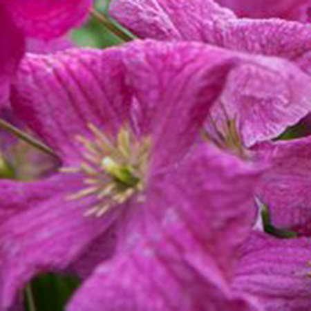 Clematis viticella 'Abundance'