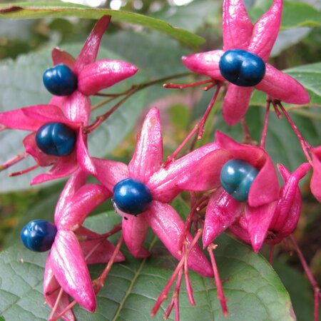 Clerodendrum trichtomum fargesii