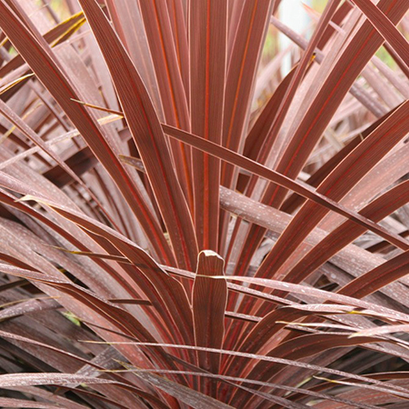 Cordyline australis 'Torbay Red'