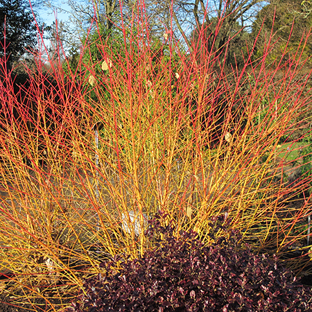 Cornus sanguinea 'Midwinter Fire'