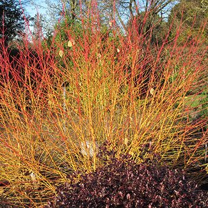 Cornus sanguinea 'Midwinter Fire'