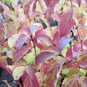 Cornus sanguinea 'Midwinter Fire'