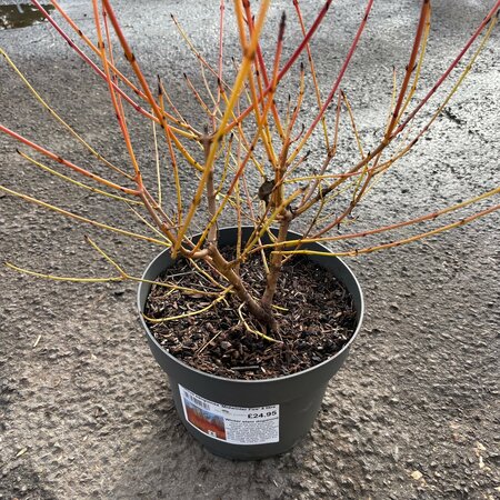 Cornus sanguinea 'Midwinter Fire'