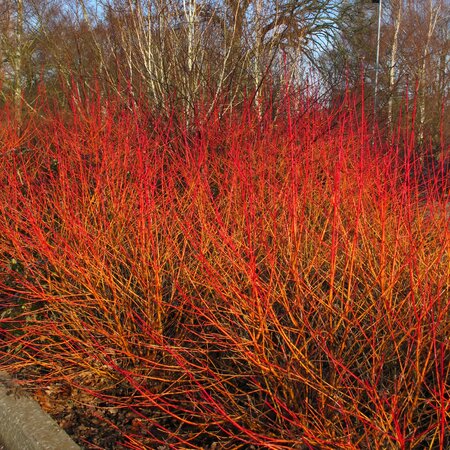 Cornus sanguinea 'Midwinter Fire'