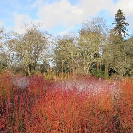 Cornus sanguinea 'Midwinter Fire'