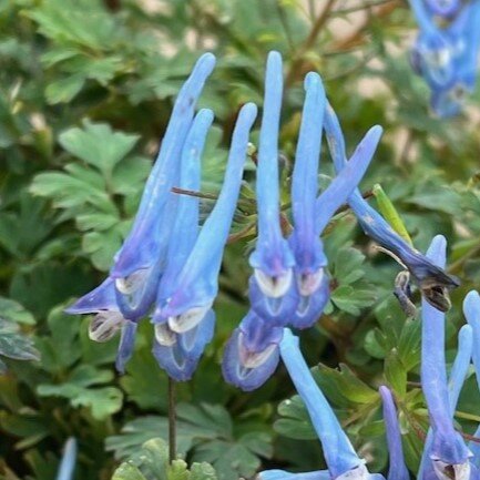 Corydalis flexuosa 'Purple Leaf' - image 1