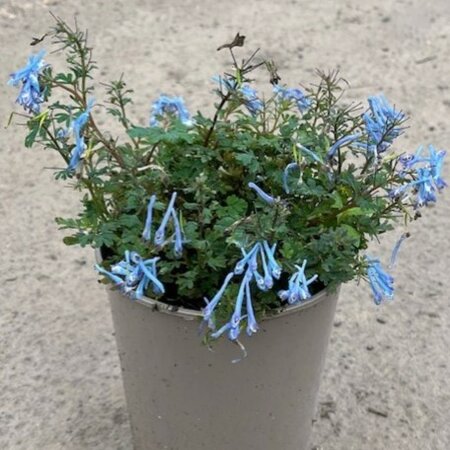 Corydalis flexuosa 'Purple Leaf' - image 2