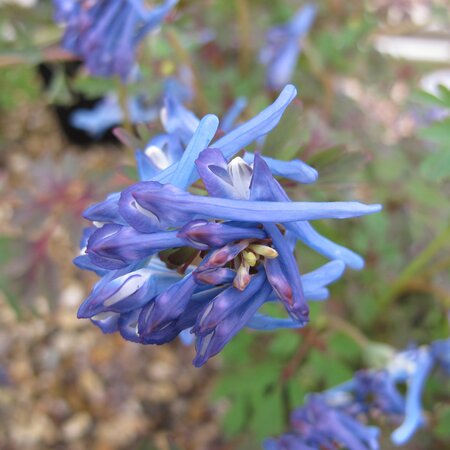 Corydalis flexuosa 'Purple Leaf'