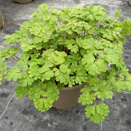 Corydalis omeiana