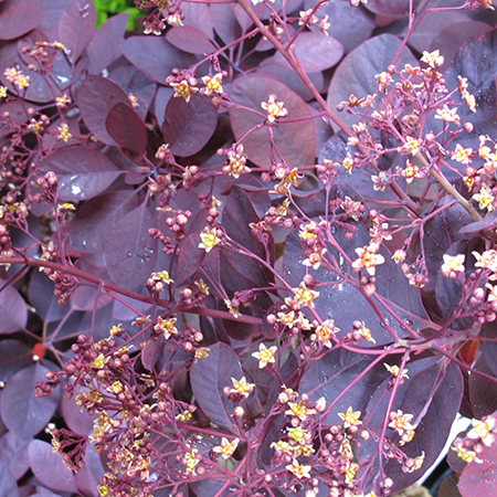 Cotinus coggygria 'Royal Purple'