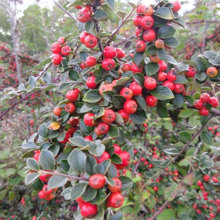 Cotoneaster beimashanensis