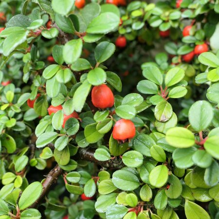 Cotoneaster procumbens (morrisonensis)