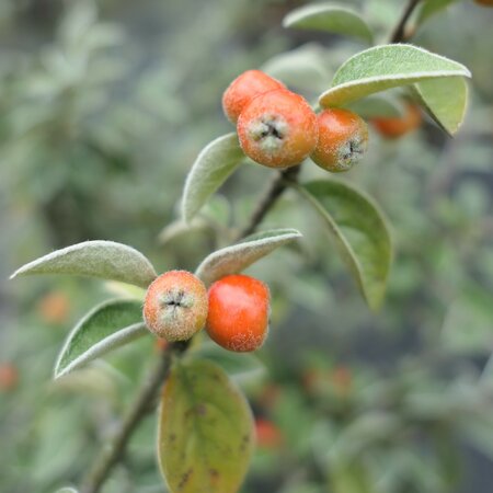 Cotoneaster vilmorianus