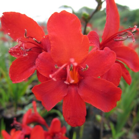 Crocosmia 'Hellfire'