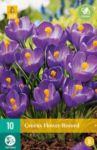 Crocus Flower Record