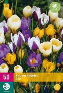 Crocus Species Mix XL