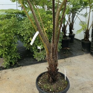 Cyathea cooperi