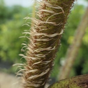 Cyathea cooperi