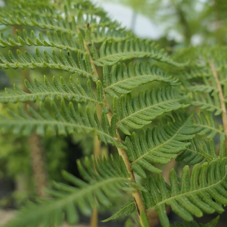 Cyathea cooperi