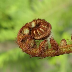 Cyathea cooperi