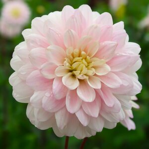 Dahlia 'Espacio'