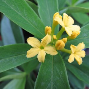 Daphne gemmata 'Royal Crown'