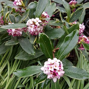 Daphne odora 'Aureomarginata'