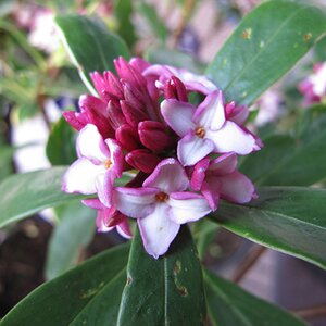 Daphne odora 'Aureomarginata'