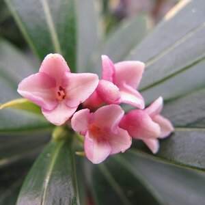 Daphne odora 'Aureomarginata'