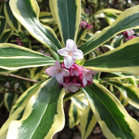 Daphne odora 'Marianni'