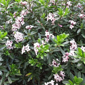 Daphne transatlantica 'Eternal Fragrance'