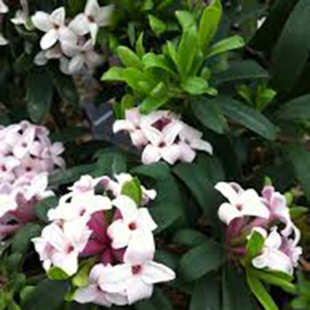 Daphne transatlantica 'Eternal Fragrance'