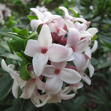 Daphne transatlantica 'Eternal Fragrance'