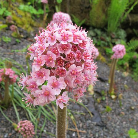 Darmera peltatum (Peltiphyllum)